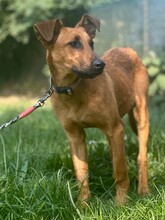 CANDY, Hund, Mischlingshund in Aerzen - Bild 3
