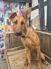 CANDY, Hund, Mischlingshund in Aerzen - Bild 4