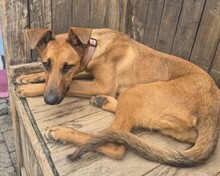 CANDY, Hund, Mischlingshund in Aerzen - Bild 5