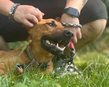 CANDY, Hund, Mischlingshund in Aerzen - Bild 6