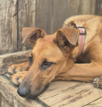 CANDY, Hund, Mischlingshund in Aerzen - Bild 7
