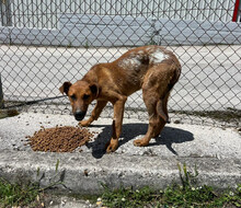 CANDY, Hund, Mischlingshund in Aerzen - Bild 8