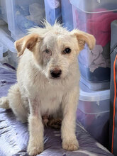 OAKLEY, Hund, Mischlingshund in Rumänien - Bild 1