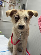 OAKLEY, Hund, Mischlingshund in Rumänien - Bild 3