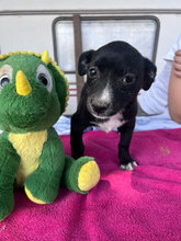 ESMERALDA, Hund, Mischlingshund in Rumänien - Bild 1