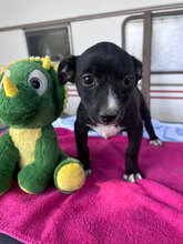 ESMERALDA, Hund, Mischlingshund in Rumänien - Bild 2