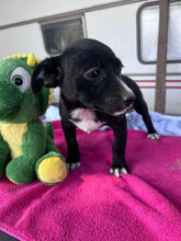 ESMERALDA, Hund, Mischlingshund in Rumänien - Bild 3