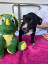 ESMERALDA, Hund, Mischlingshund in Rumänien - Bild 4
