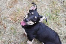 SYLVIA, Hund, Mischlingshund in Ungarn - Bild 4