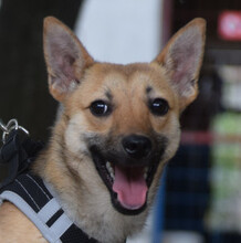 KIMO, Hund, Mischlingshund in Ungarn - Bild 3