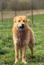 NINA, Hund, Mischlingshund in Rumänien - Bild 1