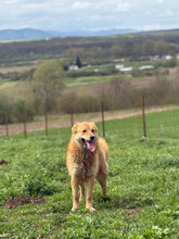 NINA, Hund, Mischlingshund in Rumänien - Bild 2