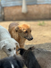 NINA, Hund, Mischlingshund in Rumänien - Bild 3