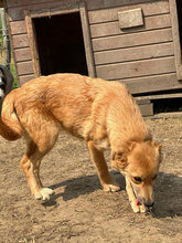 NINA, Hund, Mischlingshund in Rumänien - Bild 4