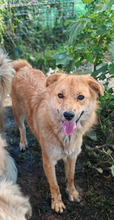 NINA, Hund, Mischlingshund in Rumänien - Bild 5