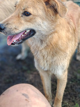 NINA, Hund, Mischlingshund in Rumänien - Bild 6