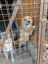NINA, Hund, Mischlingshund in Rumänien - Bild 7