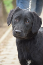 SAROLTA, Hund, Mischlingshund in Ungarn - Bild 1