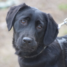SAROLTA, Hund, Mischlingshund in Ungarn - Bild 3