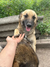 WILLI, Hund, Mischlingshund in Rumänien - Bild 1