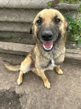 WILLI, Hund, Mischlingshund in Rumänien - Bild 2