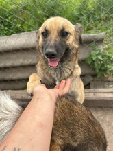 WILLI, Hund, Mischlingshund in Rumänien - Bild 3