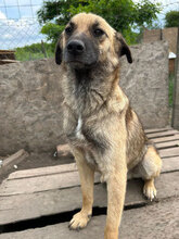 WILLI, Hund, Mischlingshund in Rumänien - Bild 5
