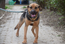 PERSIL, Hund, Mischlingshund in Ungarn - Bild 1