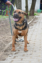 PERSIL, Hund, Mischlingshund in Ungarn - Bild 2