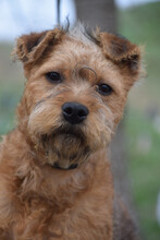 MOHA, Hund, Mischlingshund in Ungarn - Bild 1