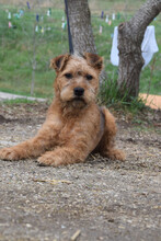 MOHA, Hund, Mischlingshund in Ungarn - Bild 2
