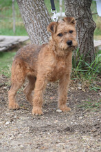 MOHA, Hund, Mischlingshund in Ungarn - Bild 3