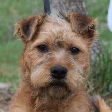 MOHA, Hund, Mischlingshund in Ungarn - Bild 4