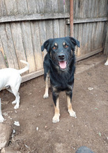 HAPPY, Hund, Mischlingshund in Rumänien - Bild 1