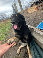 HAPPY, Hund, Mischlingshund in Rumänien - Bild 2