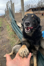 HAPPY, Hund, Mischlingshund in Rumänien - Bild 3