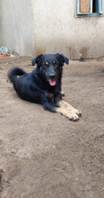 HAPPY, Hund, Mischlingshund in Rumänien - Bild 4
