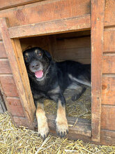 HAPPY, Hund, Mischlingshund in Rumänien - Bild 5