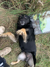 HAPPY, Hund, Mischlingshund in Rumänien - Bild 6