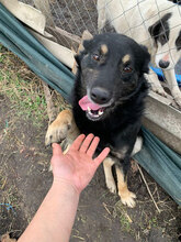 HAPPY, Hund, Mischlingshund in Rumänien - Bild 7