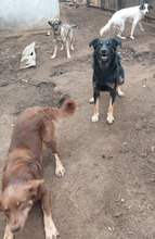 HAPPY, Hund, Mischlingshund in Rumänien - Bild 8