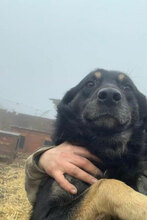 HAPPY, Hund, Mischlingshund in Rumänien - Bild 9