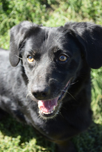 POLDI, Hund, Mischlingshund in Ungarn - Bild 4