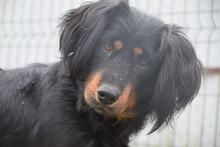 SERENA, Hund, Mischlingshund in Ungarn - Bild 2