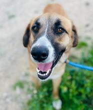 ALICIA, Hund, Herdenschutz-Mischling in Spanien - Bild 1