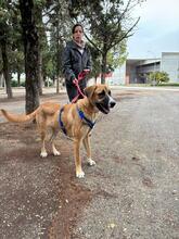 ALICIA, Hund, Herdenschutz-Mischling in Spanien - Bild 2