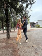ALICIA, Hund, Herdenschutz-Mischling in Spanien - Bild 3