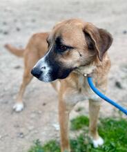 ALICIA, Hund, Herdenschutz-Mischling in Spanien - Bild 4