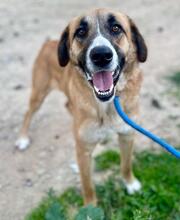 ALICIA, Hund, Herdenschutz-Mischling in Spanien - Bild 5