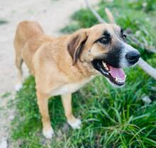 ALICIA, Hund, Herdenschutz-Mischling in Spanien - Bild 6